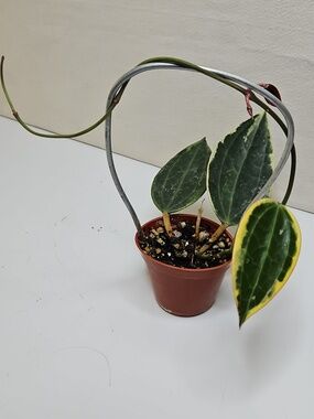 A Hoya Macrophylla Albomarginata